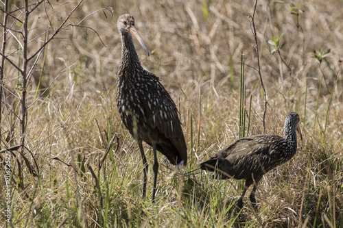 A pair adult (L) and juvenile (R) of Limpkins (Aramus guarauna) foraging for food in high grass photo