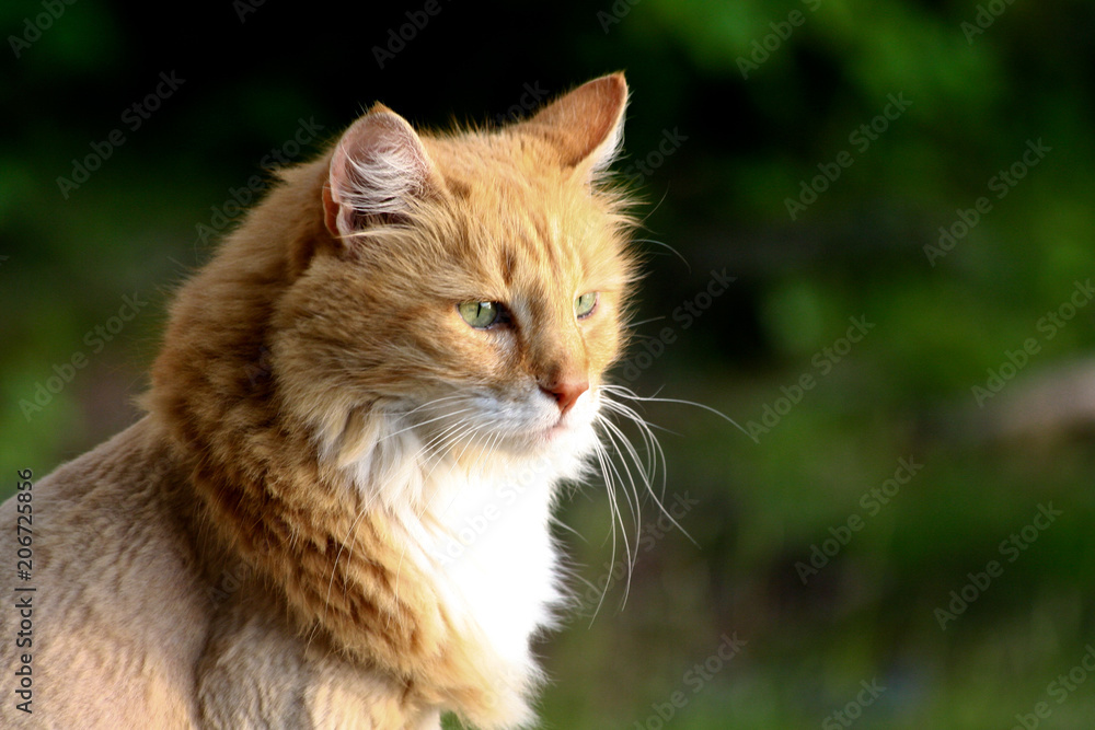 Cat three quarter profile at sunset Cat three quarter profile at sunset