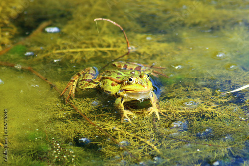 Teichfrosch (Pelophylax „esculentus“) photo