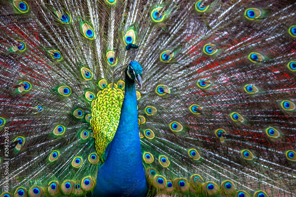 Fototapeta premium Paw w parku ptaków