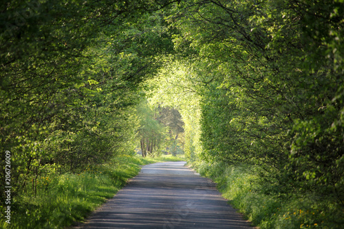 Natural green tunnel of trees on a beautiful summer day, Tura, Hungary, Europe