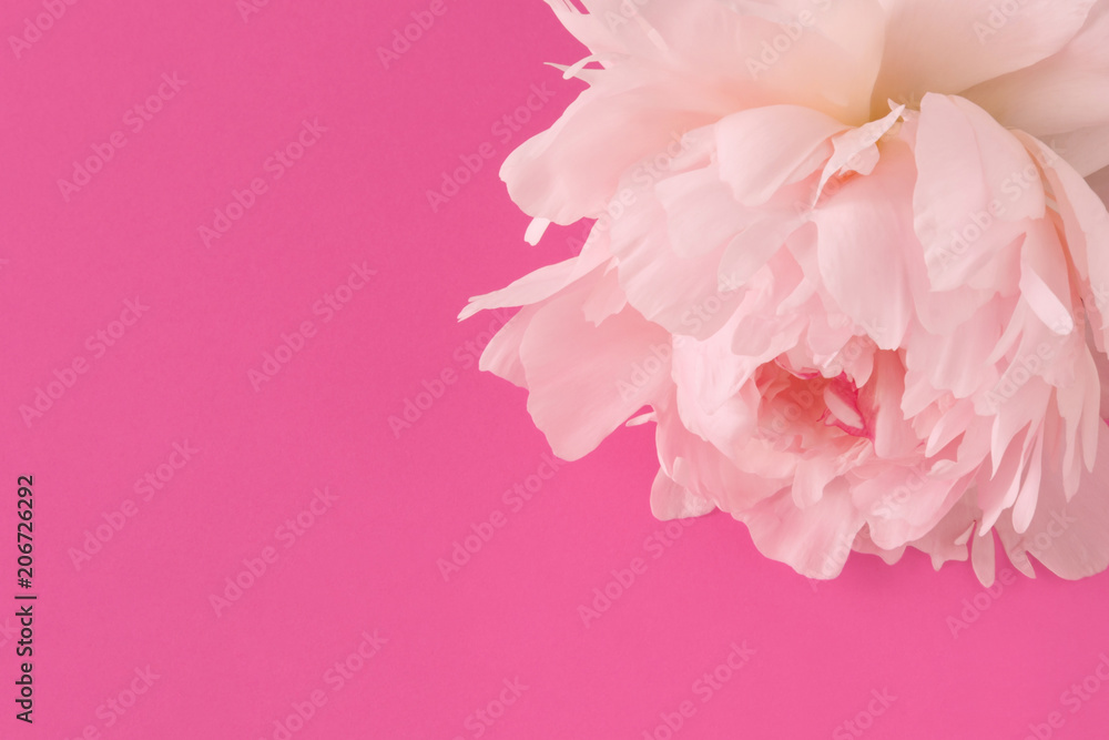 Peony on a Pink Paper background. Flower concept for Cards, Posters, Invitations and Packets.  Gift to Mother, Woman, Teacher, Girl. Birthday Present.