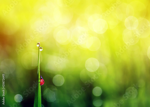 little red ladybug crawling on a green lush grass covered with glistening morning dew drops