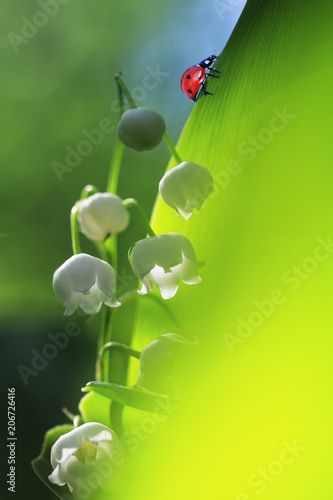 little red ladybug crawling on a green lush foliage fragrant white flower of Lily of the valley in the spring Sunny day in a forest glade