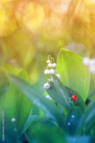 a little ladybug crawls on green juicy foliage and white Lily of the valley f...