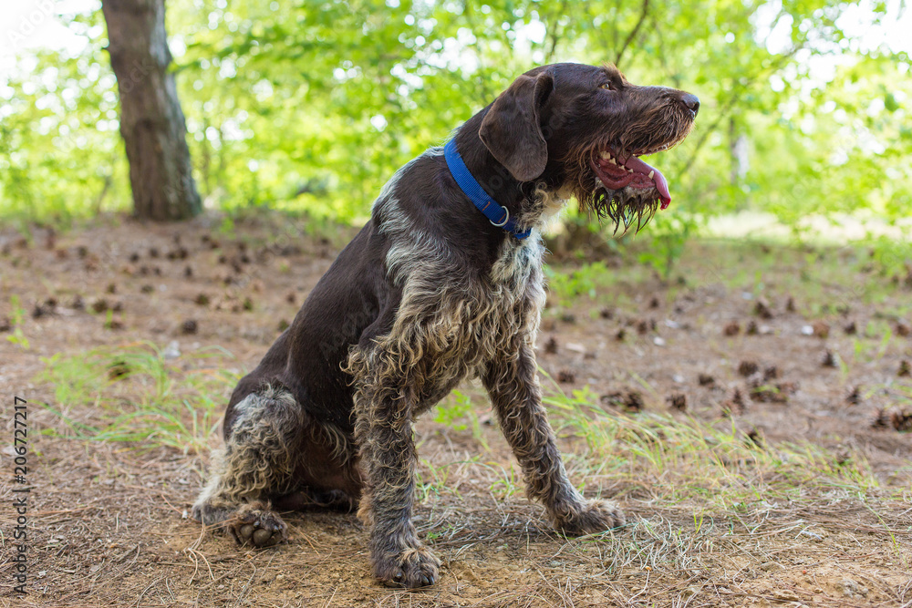German hunting watchdog drahthaar, beautiful dog portrait in summer German hunting watchdog drahthaar, beautiful dog portrait in summer