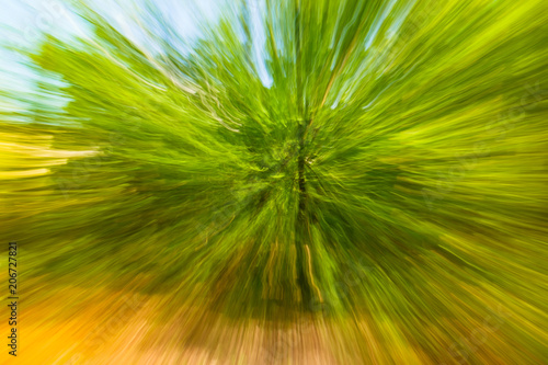 Fototapeta Naklejka Na Ścianę i Meble -  Abstract image of tree in countryside. Created by zooming out while closing shutter. Zoom speed blured motion.