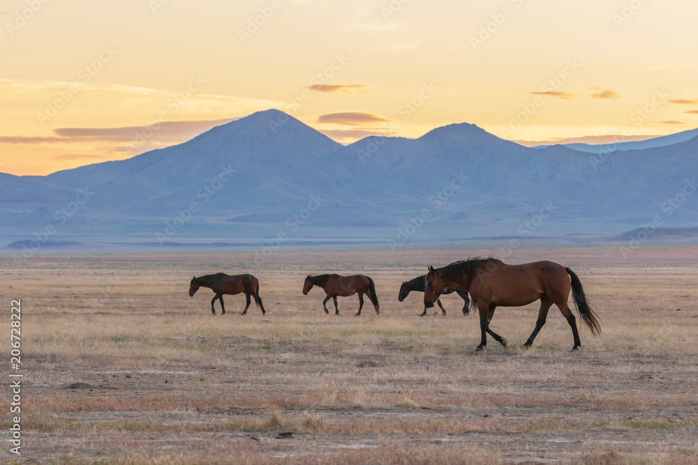 Herd of Wild Horses in the Utah Desert Herd of Wild Horses in the Utah Desert