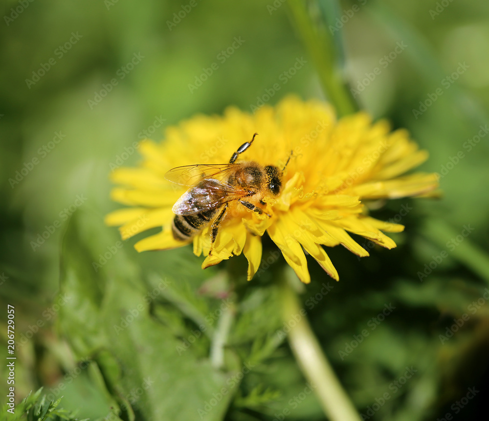 Photo of a macro retro background of a bee Photo of a macro retro background of a bee