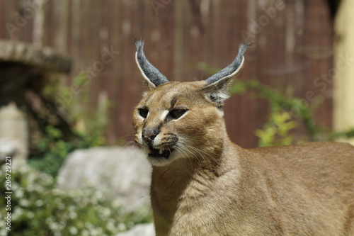 Fototapeta Naklejka Na Ścianę i Meble -  karakal