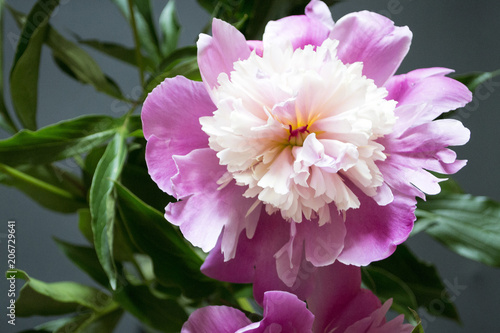 Pink and white peony flower close-up