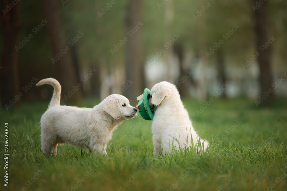Golden Retriever puppy runs on grass and plays. Pet in the park in summer Golden Retriever puppy runs on grass and plays. Pet in the park in summer