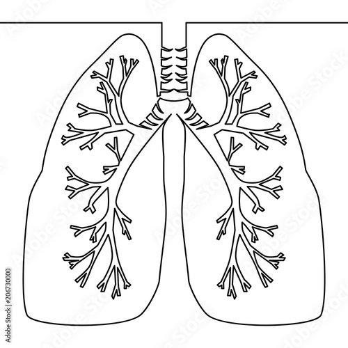 Single continuous line art anatomical human lungs