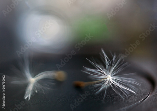 Dandelion seeds with blurred background and bokeh