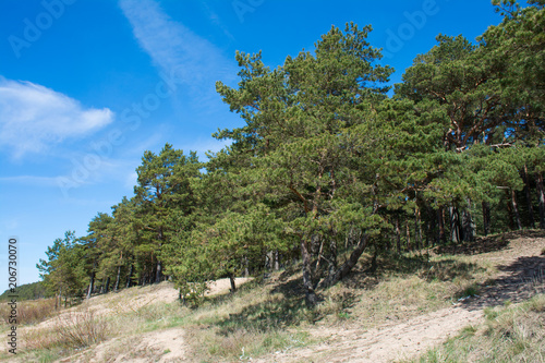 Pine forest on the Baltic sea