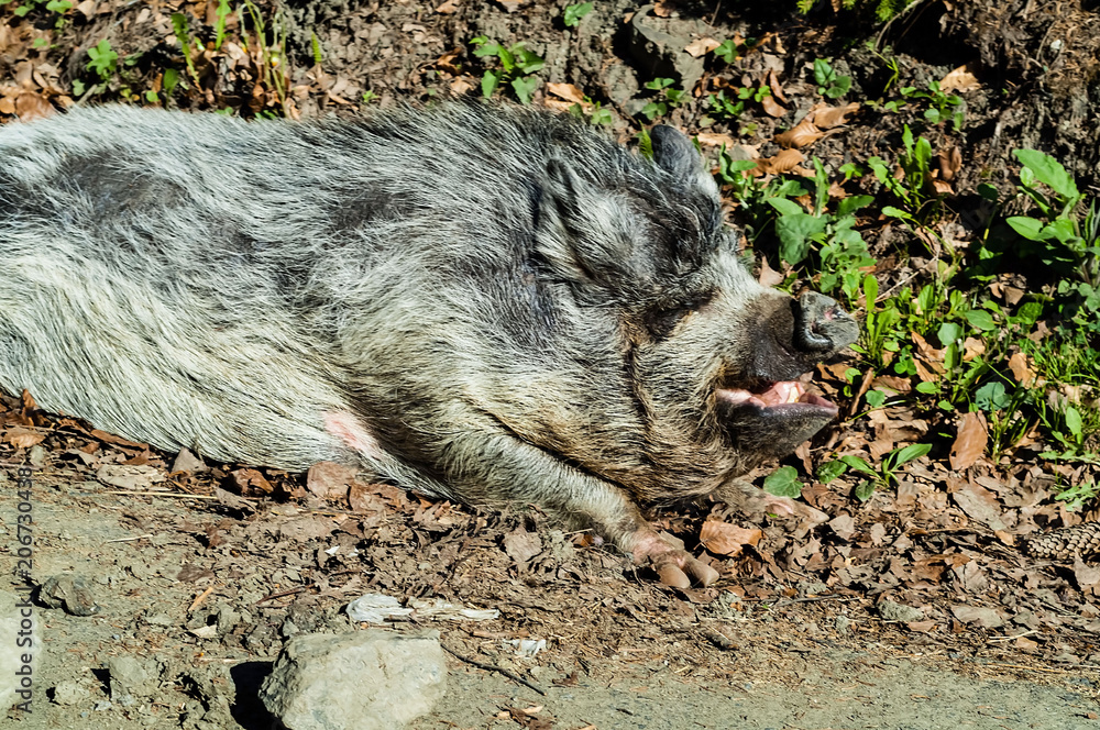 Naklejka premium boar in the natural environment,travel concept in the wild. Carpathian, Ukraine, copy space, closeup