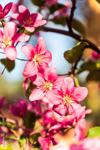 Blooming apple tree, pink flowers, against blue sky background, springtime.