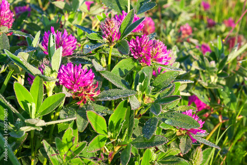 pink flowers of a clover blossom on a meadow