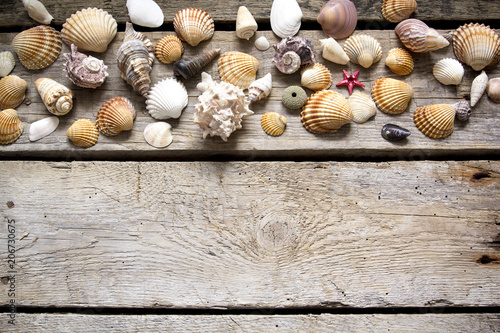 Marine sea shells on old wooden background. Summer holiday background.