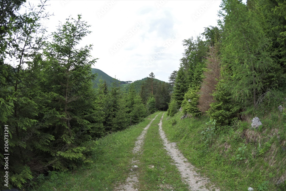 Fototapeta premium Wald am Öhler