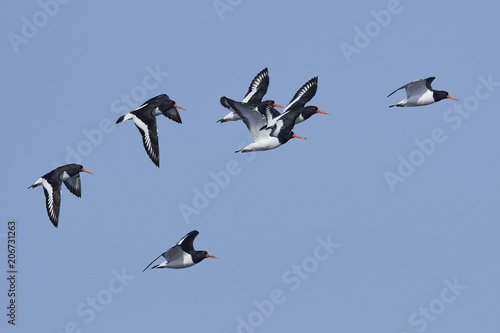 Eurasian oystercatcher (Haematopus ostralegus)