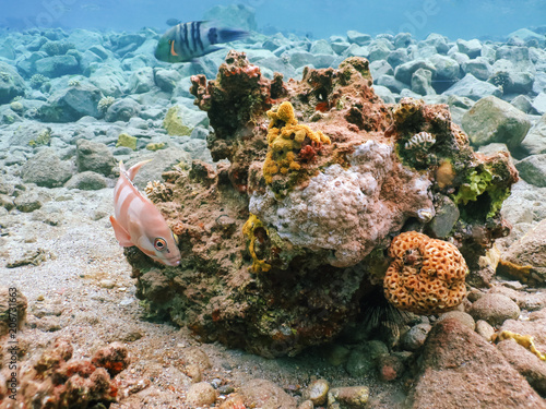 Diving in underwater coral reef world