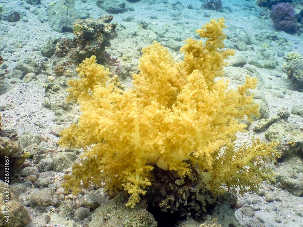 Diving in underwater coral reef world Diving in underwater coral reef world