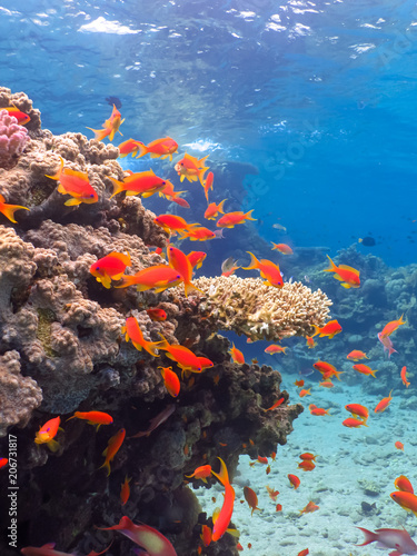 Diving in underwater coral reef world