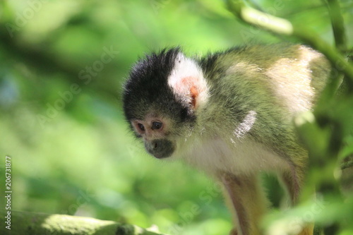 Small Monkey Close Up