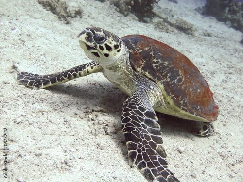 Diving with hawksbill turtle on the seabed