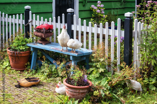 Chickens on and in front of a blue bench in the front yard of a green house