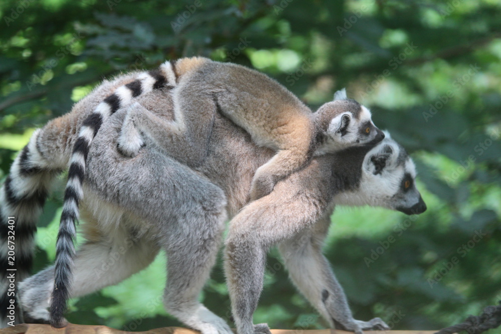 Fototapeta premium Small Monkey Close Up