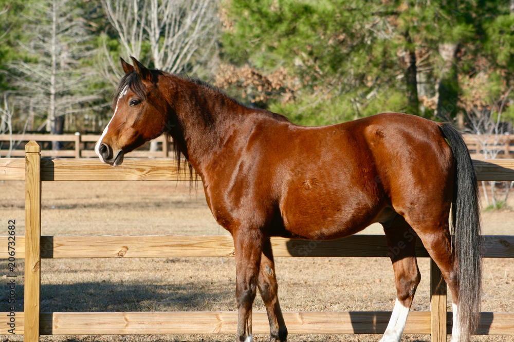 Bay Arabian Horse w Winter Coat Bay Arabian Horse w Winter Coat