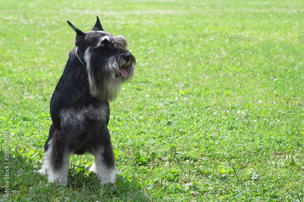 mittelschnauzer black with silver in nature mittelschnauzer black with silver in nature