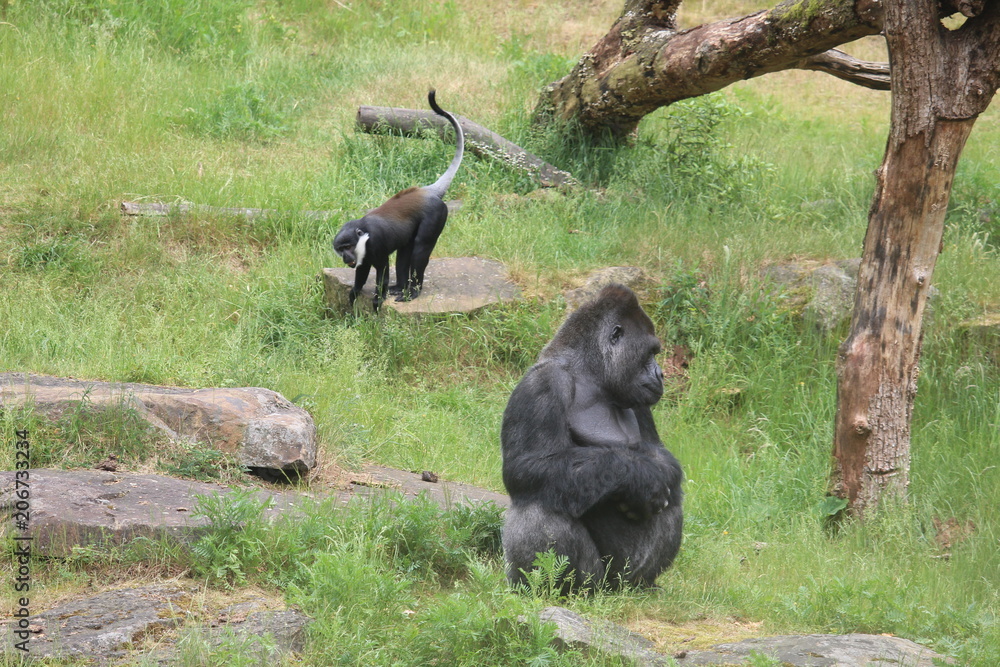 Obraz premium Gorilla In A Field