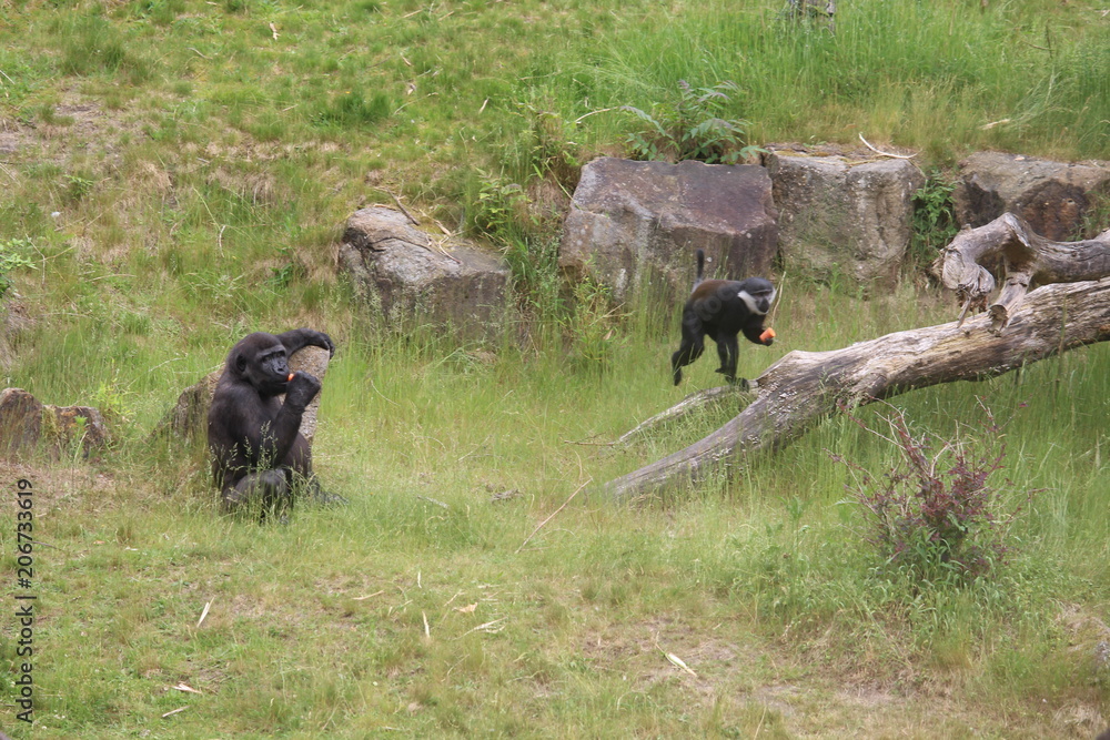 Gorilla In A Field Gorilla In A Field