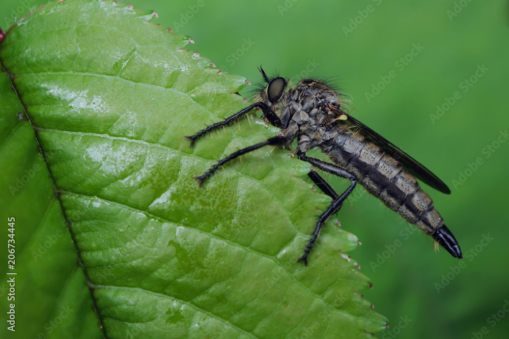 Raubfliege - Stockfoto Raubfliege - Stockfoto