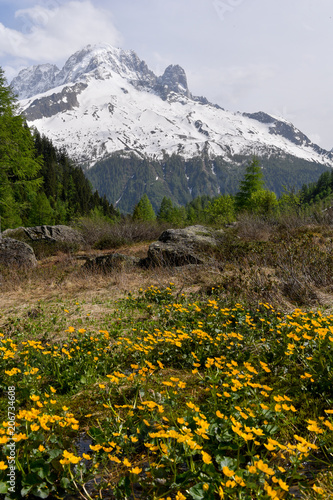 Fleurs de montagne - Chamonix Mont Blanc