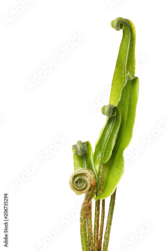 Young fern fronds photo