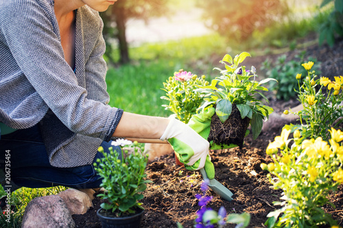 woman planting summer flowers in home garden bed