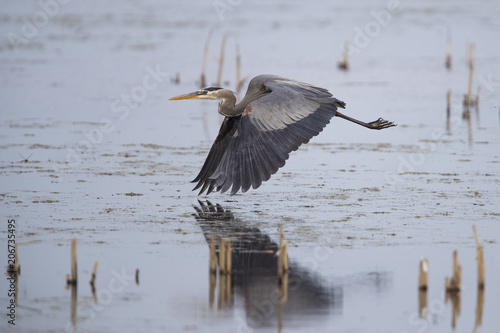 Great Blue Heron in Flight photo