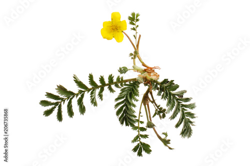 Silverweed flower and foliage
