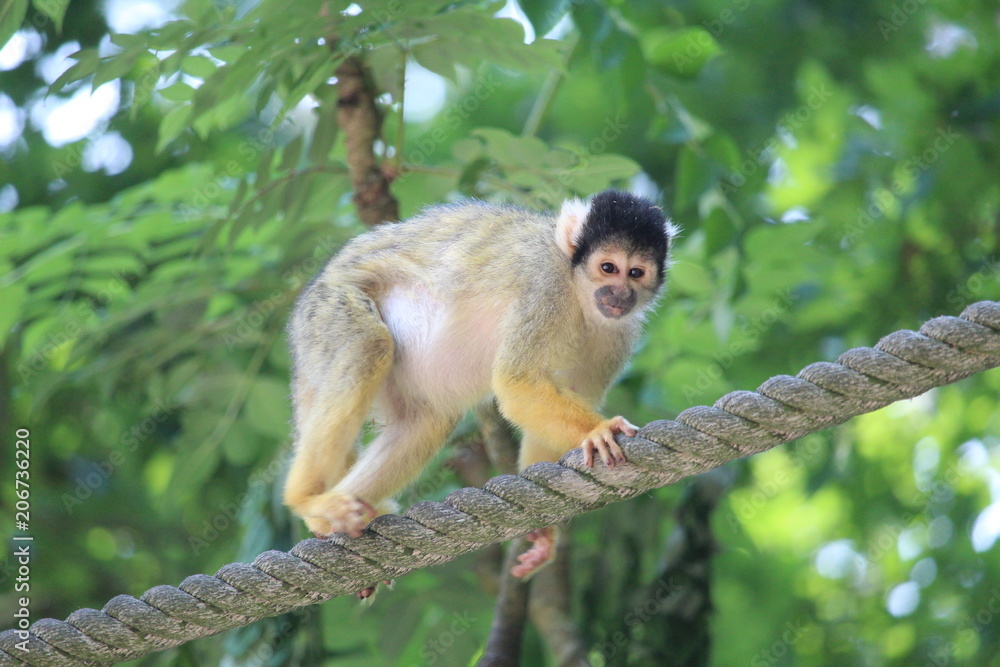 Obraz premium Small Monkey
