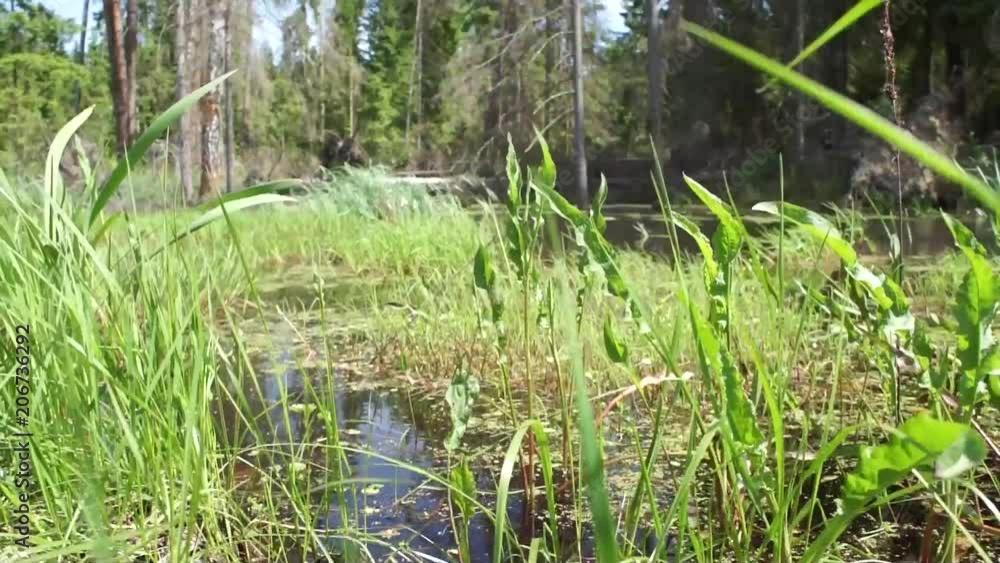 Forest marshland in summer Forest marshland in summer