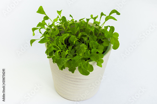 Pot with green rucola leaves growing.