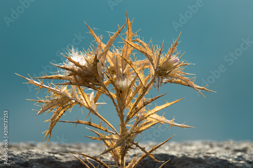 dried plant with thorn