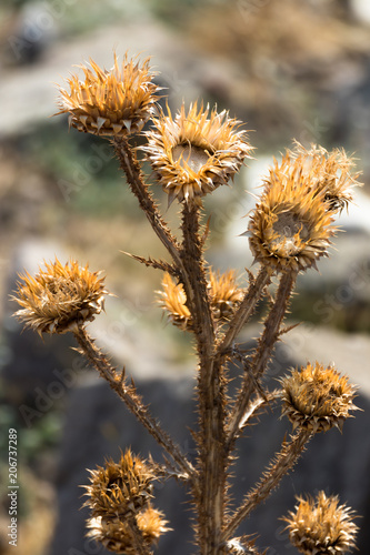 dried plant with thorn