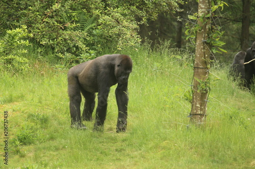 Gorilla In A Field