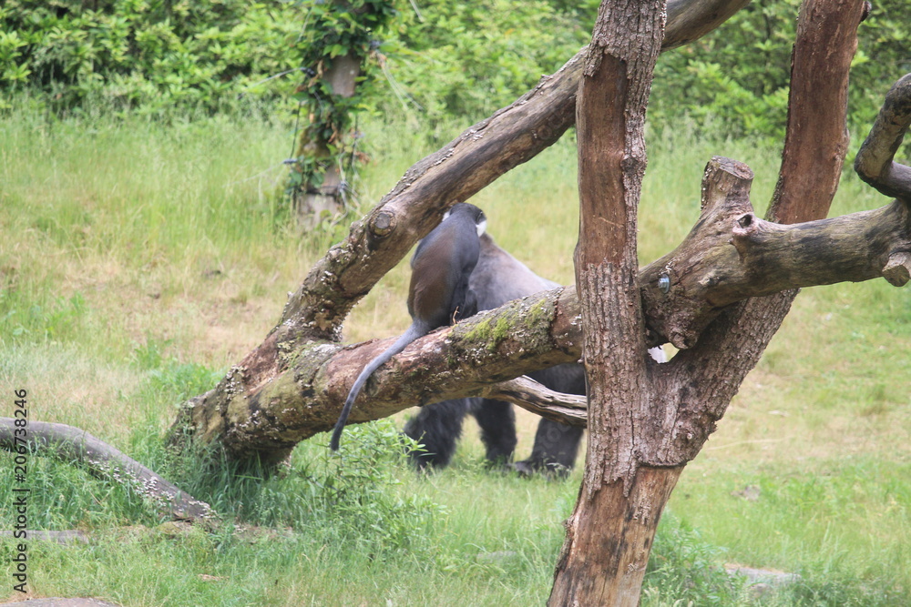 Gorilla In A Field Gorilla In A Field