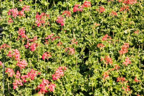 Fototapeta Naklejka Na Ścianę i Meble -  flowering geraniums in a spring flower market